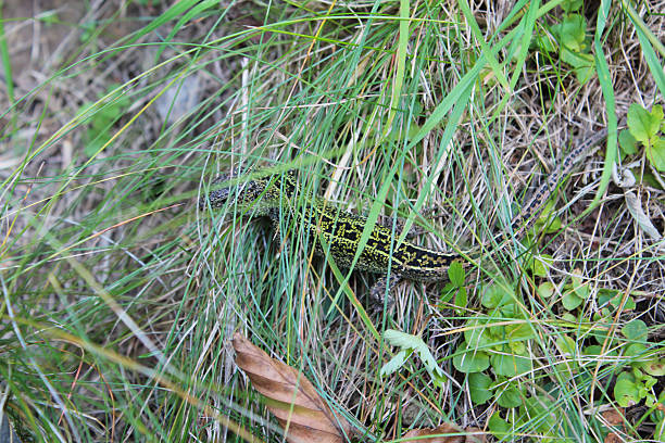 green lizard creeping in the green grass green small lizard creeping in the green grass zootoca vivipara stock pictures, royalty-free photos & images