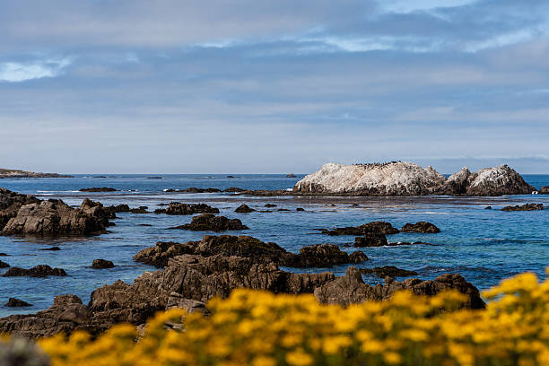 istock Bird Rock at 17 Mile Drive 493837630