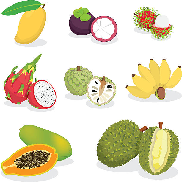 exotic fruits thai fruits rambutan stock illustrations