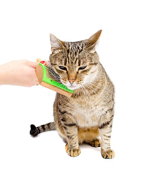 istock Hand combing adult cat comb 493839248