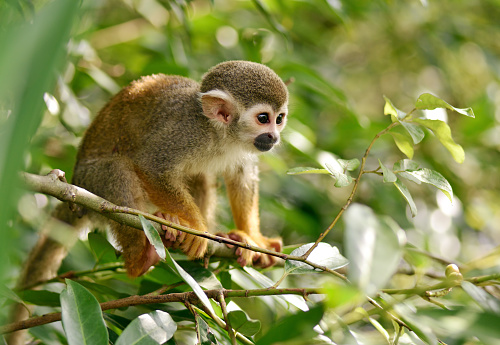 closeup of a squirrel monkey in a tree