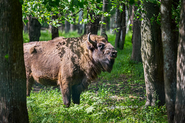 istock European bison, wisent 493839616