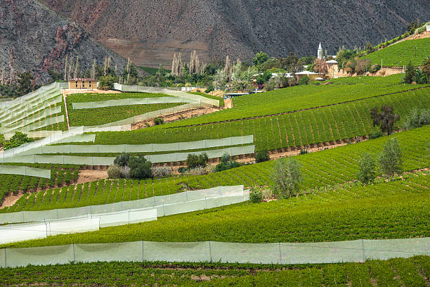 «vineyard. elqui valley, анд, чили - coquimbo region стоковые фото и изображения
