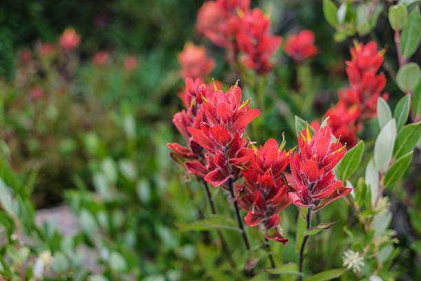 istock Wildflowers in the Colorado Mountains 493840760