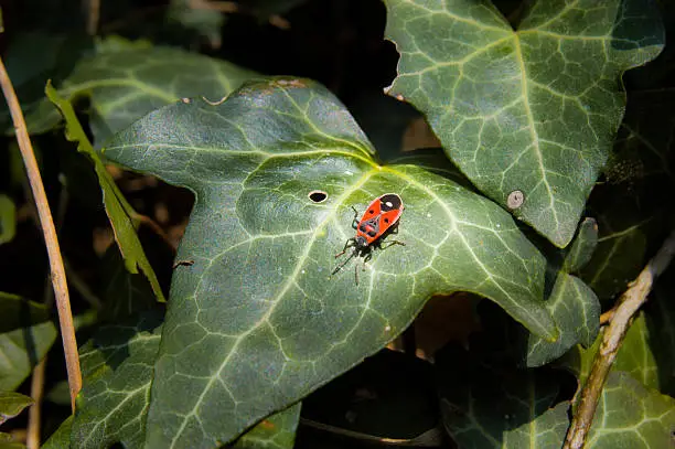 A lonely firebug on a green leaf