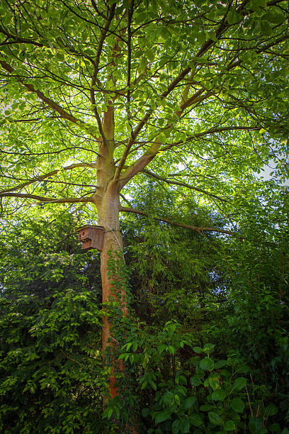 Birdhouse on a walnut tree