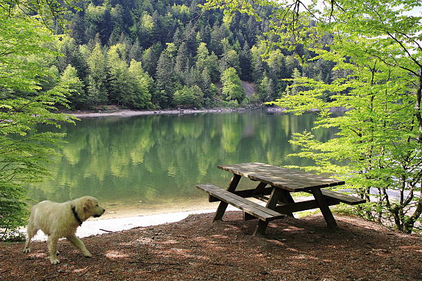 lago de ravens nos vosges - natural basin imagens e fotografias de stock