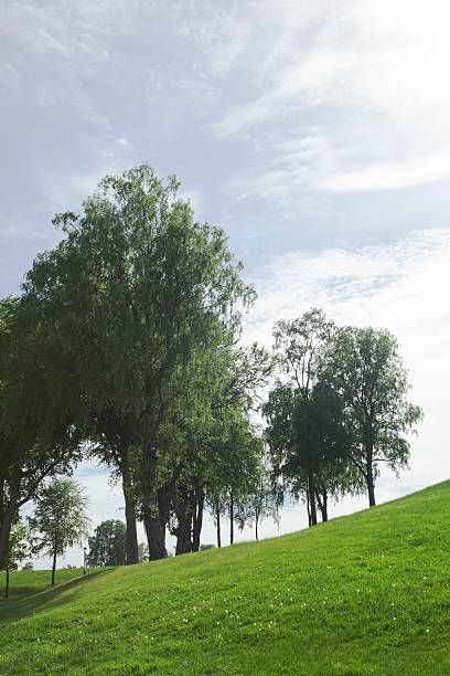 istock Green park  with large old decideous trees and shaded areas. 493853395