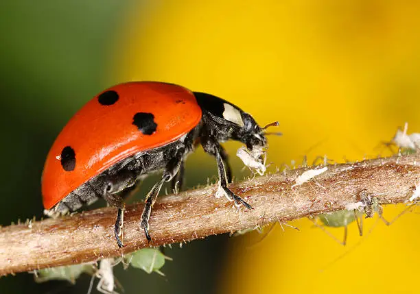 Photo of Ladybug and aphids