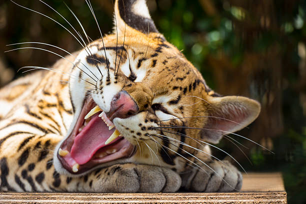 Yawning Ocelot Close Up stock photo