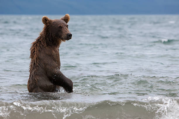 istock Brown bears catching fish in the lake 493854491