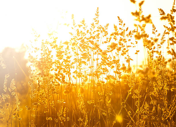 istock Silhouette of wildflowers in meadow 493854555