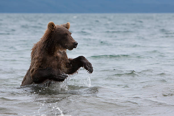 istock Brown bears catching fish in the lake 493854599