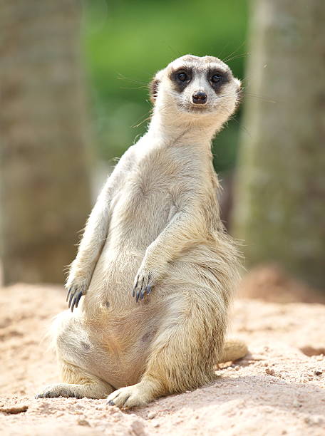 istock lovely meerkat standing and looking out at zoo 493854891