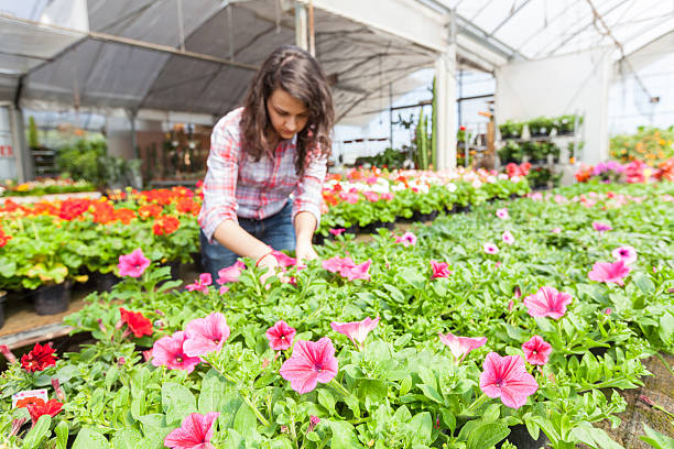 istock Female Gardener Working at Nursery 493855531