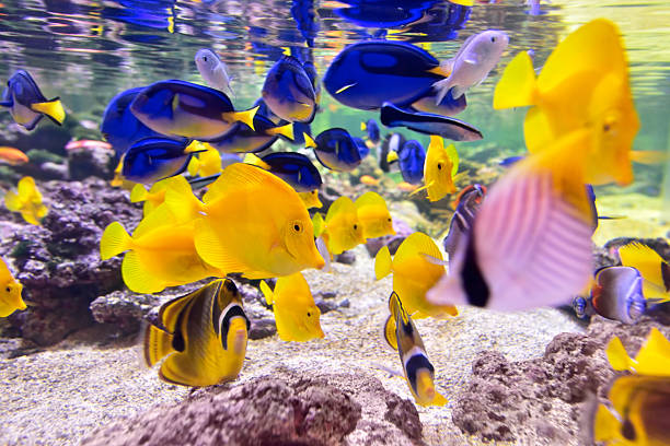 tropical fishes