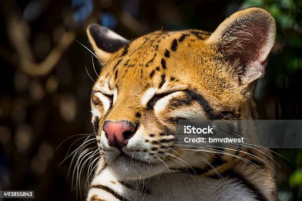 Sleepy Ocelot Close Up Stock Photo - Download Image Now - Ocelot, Night, Animal