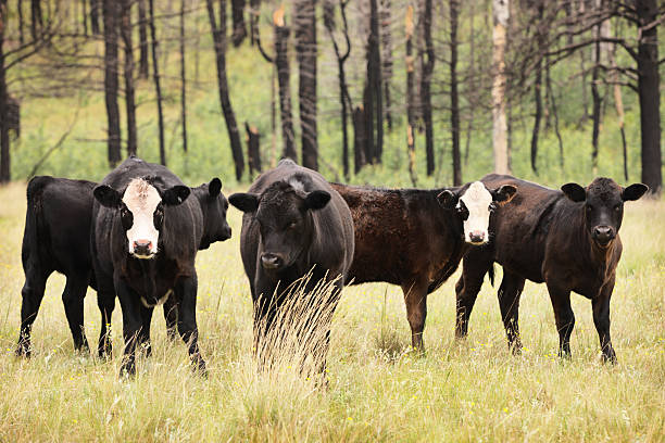 istock Cows Hereford Holstein Cattle Livestock 493855904