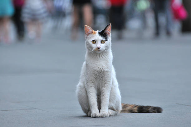 White cat stock photo