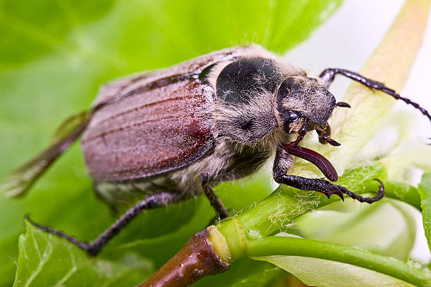 chafer beetle - matthew spring zdjęcia i obrazy z banku zdjęć