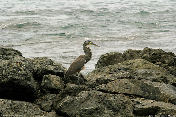 I think the specie of this bird and Garca Tigre, but i'm still not sure, photo taken in Playa Danta, tamarindo region, Guanacaste, Costa Rica
