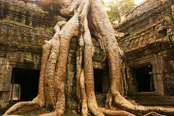 istock Ta Promh temple, Angkor area, Siem Reap, Cambodia 493856569