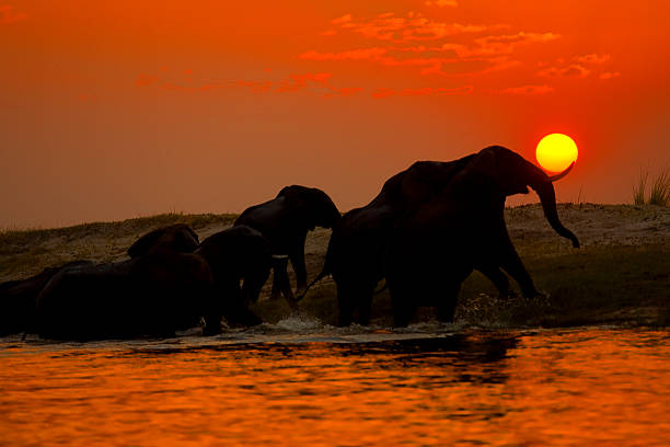 istock Elephant herd crossing the Chobe river at sunset, Botswana 493856628