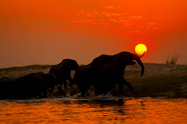 istock Elephant herd crossing the Chobe river at sunset, Botswana 493857176