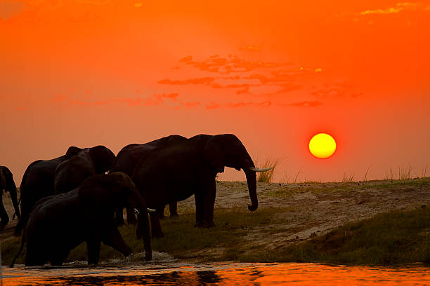 istock Elephant herd crossing the Chobe river at sunset, Botswana 493857268