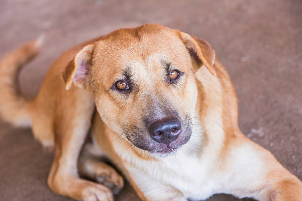 istock The dog is lying on the concrete 493857274