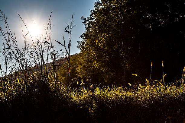 Silhouette of grass during an autumnal sunset in the Italian hills