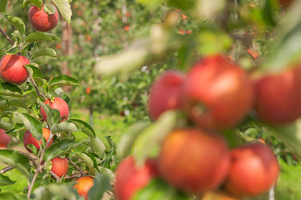 istock set of apples on Lake Constance Germany 493858824