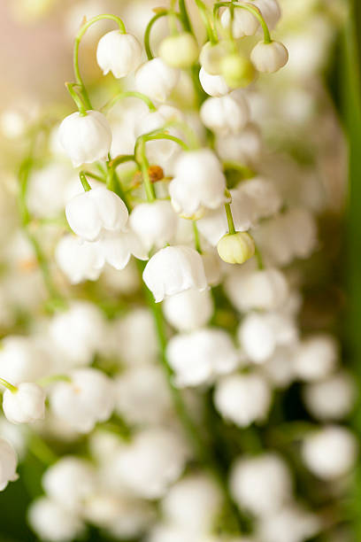 istock Flower lily of the valley 493859080