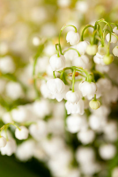 istock lilies of the valley 493859136