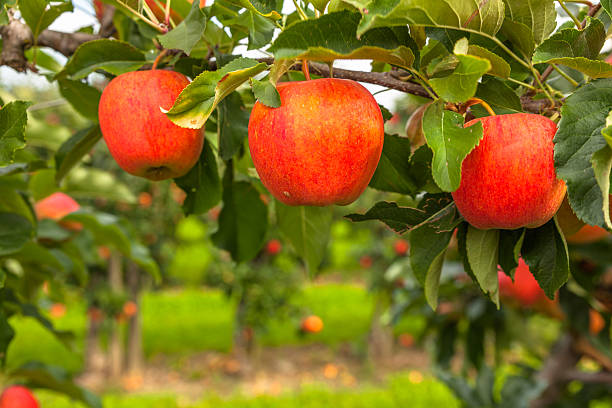 istock set of apples on Lake Constance Germany 493859312