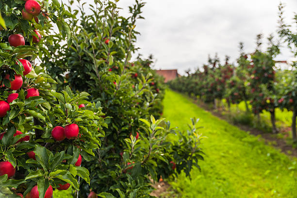 istock set of apples on Lake Constance Germany 493859374