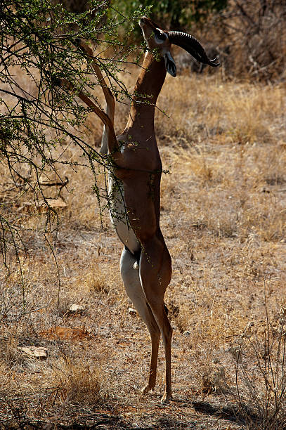 istock Samburu National Reserve, Kenya 493859982