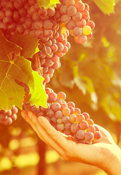 Grape harvest