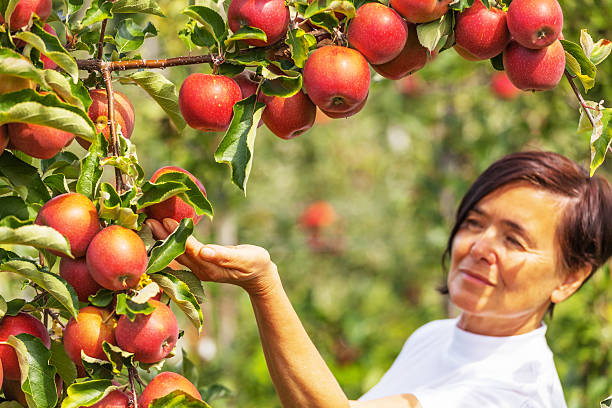 istock Set of apples on Lake Constance Germany 493861620