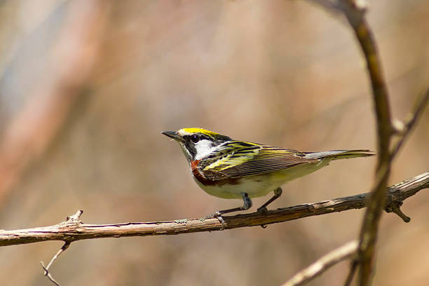 istock Chestnut-sided warbler bird perched on a branch in spring 493861670