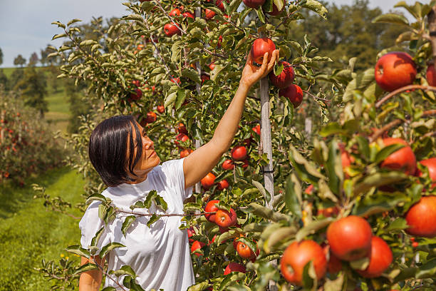 istock Set of apples on Lake Constance Germany 493861712