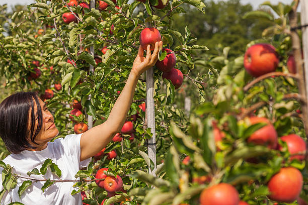 istock Set of apples on Lake Constance Germany 493861722