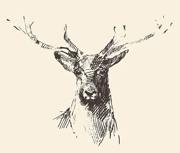 Vector illustration of Deer engraving illustration hand drawn sketch