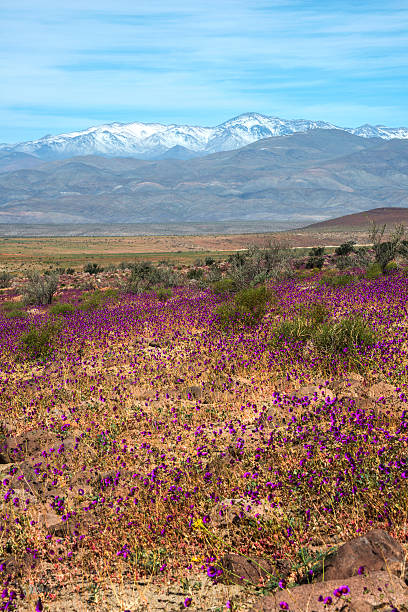 istock Flowering desert in the Chilean Atacama 493862028