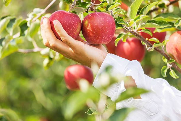 istock Set of apples on Lake Constance Germany 493862262