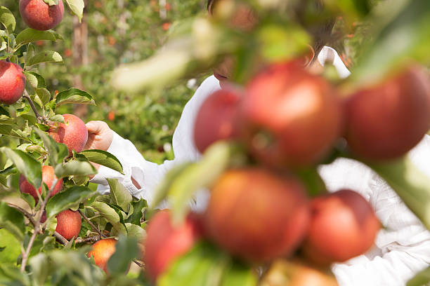istock Set of apples on Lake Constance Germany 493862444