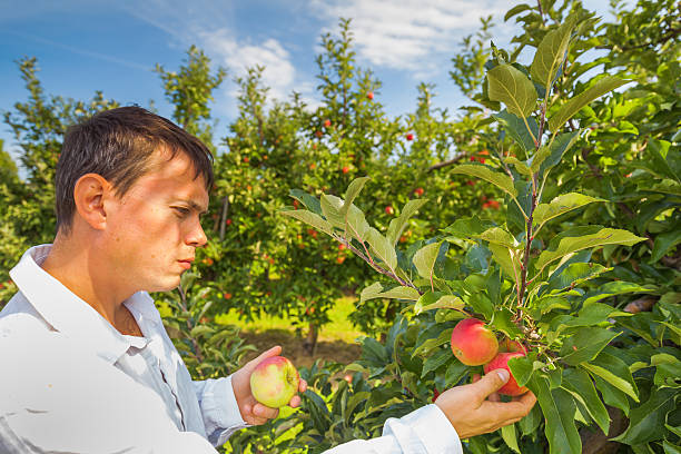 istock Set of apples on Lake Constance Germany 493862820