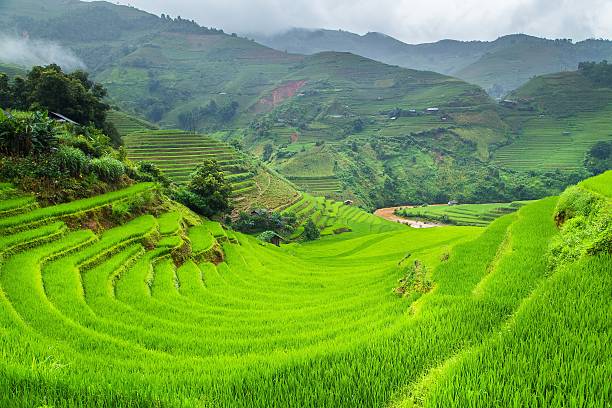 istock Green Rice fields on terraced in Mu cang chai 493862830