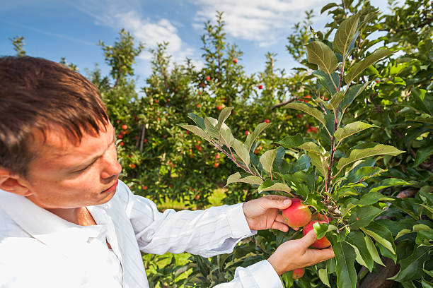 istock Set of apples on Lake Constance Germany 493862846