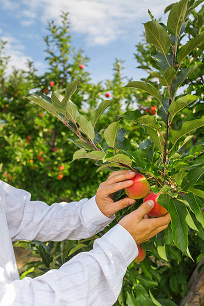 istock Set of apples on Lake Constance Germany 493862868